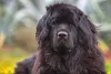 Terra Nova: não se deixe enganar pelo semblante sério da raça, pois o cachorro é super espiruotoso e alegre