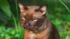 Rinotraqueíte felina: espirros frequentes e secreção nasal são os sintomas mais comuns da doença.