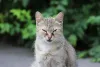 A gripe em gatos também pode vir acompanhada de sintomas oculares. O ideal é limpar os olhos do gatinho com soro fisiológico durante o tratamento!