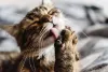 Gato vomitando: bolas de belo e regurgitação são as principais causas!