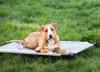 Cama de cachorro suspensa é ótima para animais de grande porte ou idosos