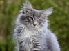 O gato Norueguês tem uma pelagem abundante que chama a atenção