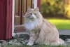 Norueguês da Floresta: gato é calmo e tranquilo