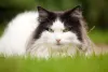 Gato Norueguês da Floresta: preço da raça não é tão baratinho