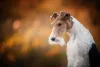 O cachorro Fox Terrier não tem predisposição a doenças genéticas
