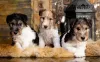 O Fox Terrier filhote conquista o coração de qualquer um