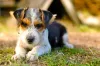 O Fox Terrier de pelo duro é um charme!