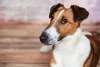 Assim como o Fox Terrier de pelo duro, o cãozinho de pelo liso também faz muito sucesso