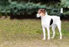 O Fox Terrier não gosta de passar muito tempo sozinho