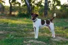 A raça Fox Terrier se dá muito bem com esportes