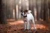 Cachorro Fox Terrier não solta muito pelo