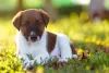 O filhote de Fox Terrier precisa ser adestrado e socializado