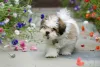 O filhote de Lhasa Apso é cheio de energia