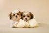 Filhote Lhasa Apso precisa de alguns cuidados