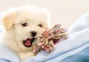 O Lhasa Apso filhote precisa de brinquedos adequados
