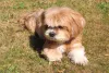 Filhote de Lhasa Apso adora passear