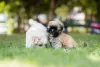 O filhote de cachorro Lhasa Apso pode ter várias cores diferentes