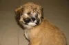 Lhasa Apso filhote é uma ótima companhia