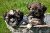 As fotos de filhotes de Lhasa Apso deixam o coração quentinho