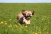 Já viu um filhote de Lhasa Apso mais feliz?