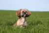 O filhote de Lhasa Apso precisa conhecer o mundo exterior