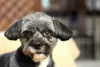 Lhasa Apso filhote cinza é um charme