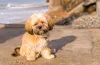 O cachorro Lhasa Apso filhote adora passear