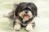 Um filhote de Lhasa Apso melhora a vida de qualquer um