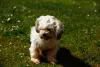 Lhasa Apso filhote branquinho é muito encantador