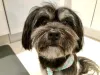 Oi humano do filhote de Lhasa Apso