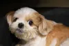 A socialização do filhote de Lhasa Apso é necessária