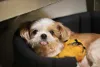 O filhote de Lhasa Apso deve ter um cantinho aconchegante