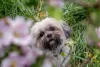 Você diria não para um Lhasa Apso filhote?