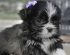 O filhote de Lhasa Apso pode ter pelos pretos