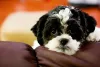 O filhote de Lhasa Apso precisa de atenção