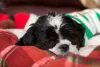 Hora do sono do Lhasa Apso filhote