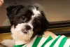 Fotos de filhote de Lhasa Apso conquistam os nossos corações