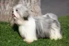 Filhote de Lhasa Apso pode ter pelos longos e compridos na vida adulta