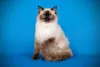 Ragdoll: tamanho pode variar entre 4kg e 12kg, por isso é considerado um gato gigante