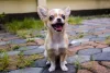 Cachorro latindo: Chihuahua pode ser barulhento às vezes