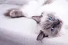Gato Ragdoll: para entender melhor os padrões e cores da raça, deve-se observar as cores das extremidades de seu corpo
