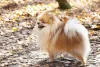 Apesar de fofo, o Lulu da Pomerânia tem um latido que é um pouco irritante