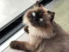 A raça Himalaia também está na lista de gatos braquicefálicos