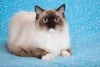O charme do Ragdoll Mitted se dá por essa manchinha branca no queixo! Não é uma gracinha?