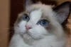 O gato Ragdoll Bicolour tem a manchinha no queixo, como o Mitted, e uma manchinha na testa também