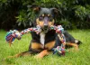 O Australian Kelpie precisa brincar todos os dias