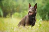O cachorro Kelpie Australiano gosta de ficar ao ar livre