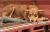 Os pelos do Kelpie Australiano são fáceis de cuidar