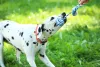O Dálmata é um cachorro grande que está sempre pronto para brincar