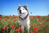 O Husky Siberiano tem os olhos claros e pode ser um pouco teimoso